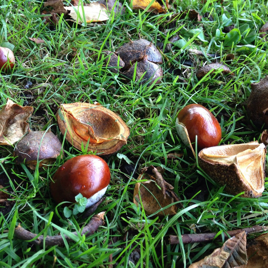 Conkers on the ground