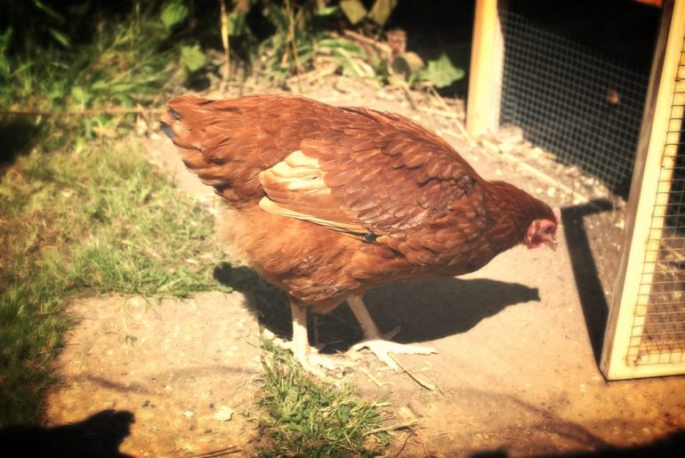 Letting the chickens roam