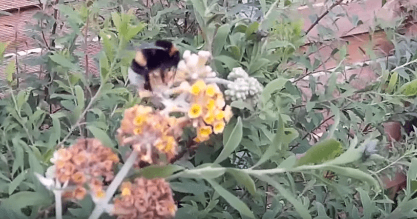 Funny video of hungry bees! 4