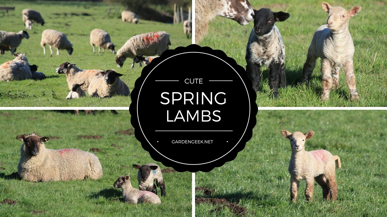 Spring Lambs at Chartham 1