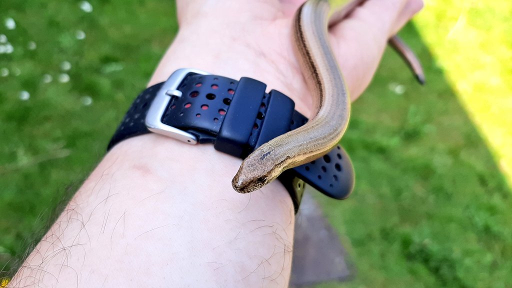 Slow Worms in the Garden