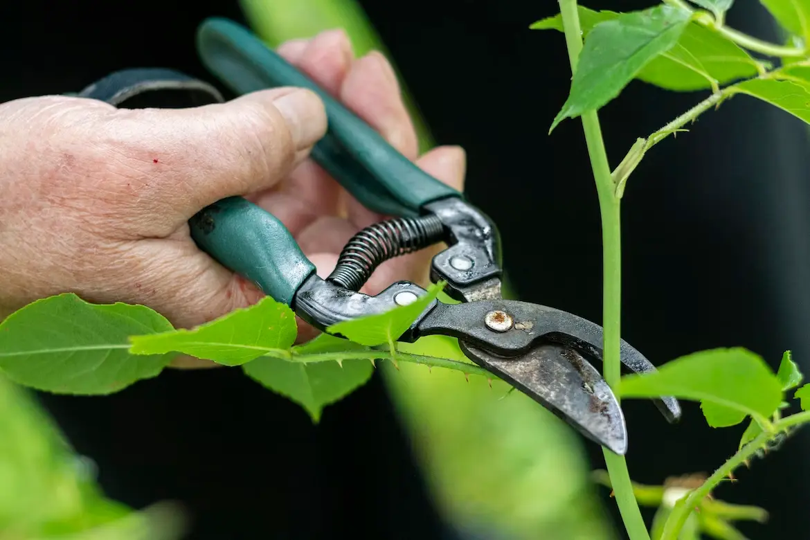 secateurs and pruning
